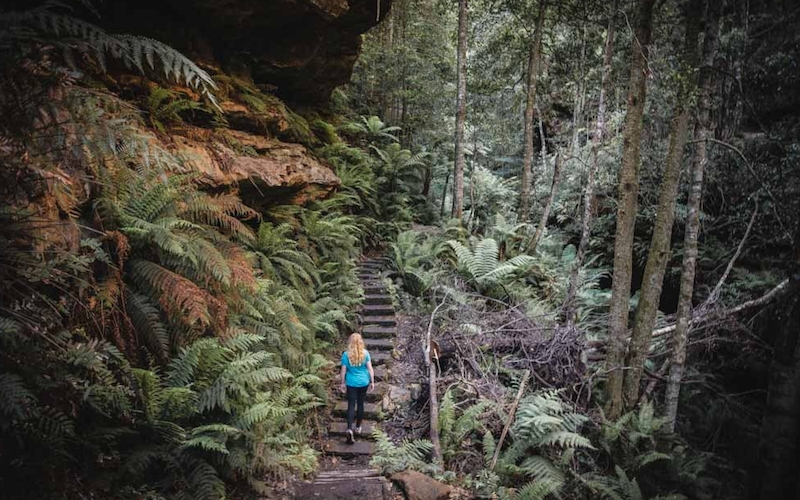 The Best Nature Walks Near Sydney for Weekend Escapes and Fresh Air