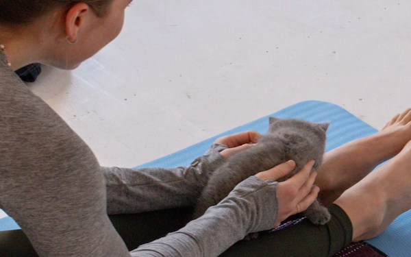 Find your inner calm at Meowmaste- Sydney’s adorable cat yoga experience is back