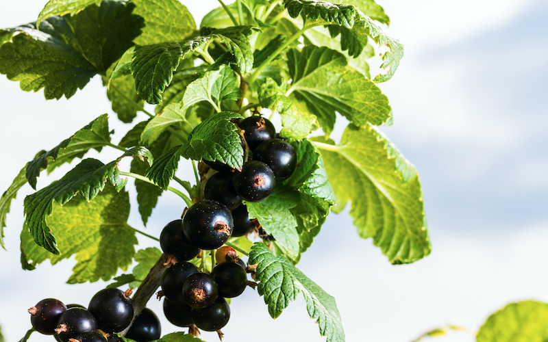 This new Blackcurrent sparkling water is a an easy way to meet your daily magnesium needs 