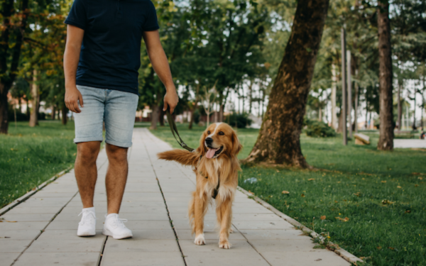 Your Dog's Daily Walk Could Help Keep Families Together This July Image