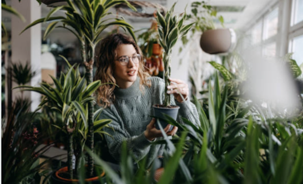 Australia’s first curated online indoor plant marketplace is here Image