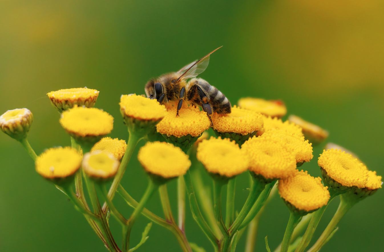 You can now lie with 100,000 bees to support your health and well-being at this health retreat
